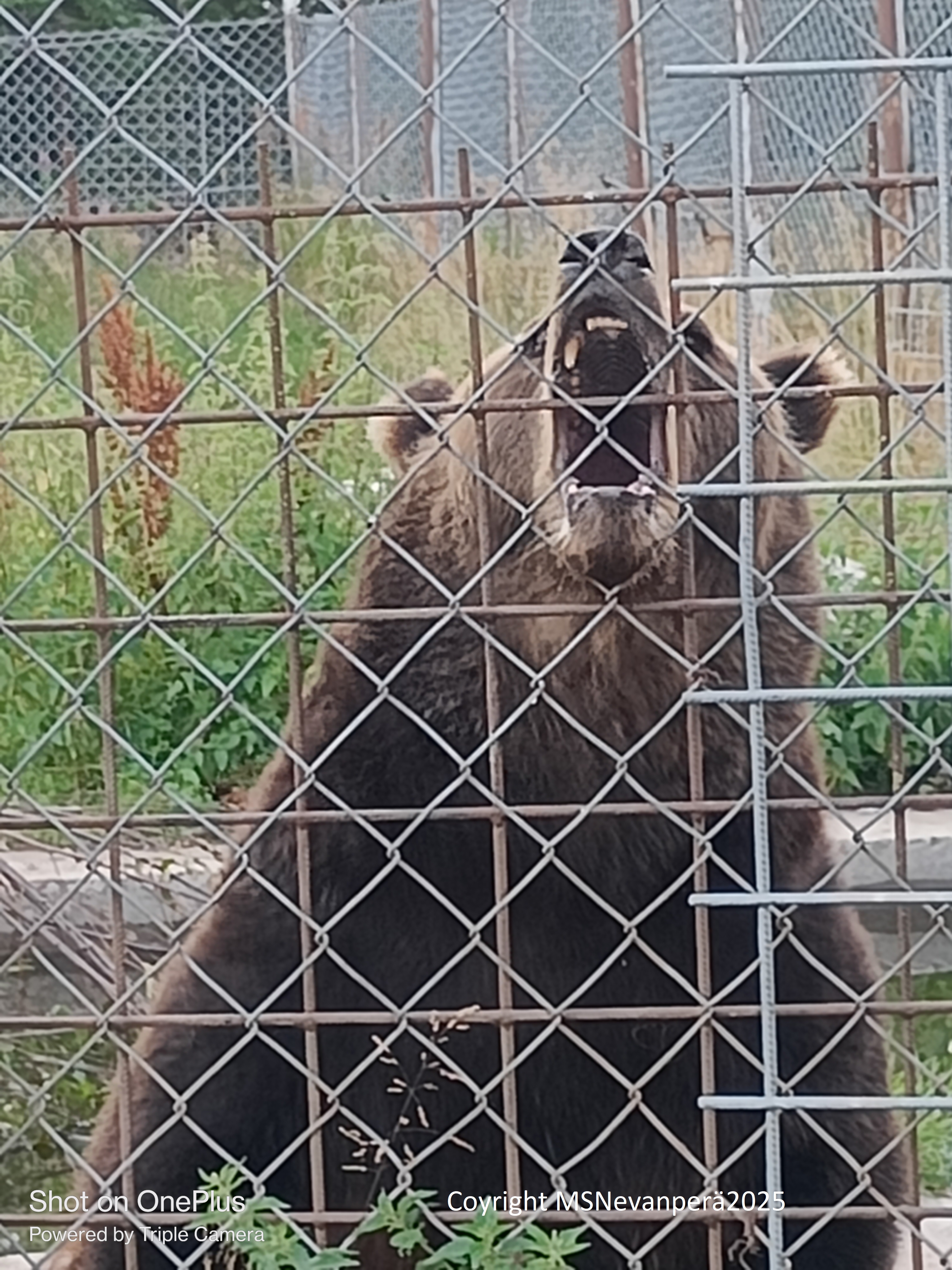 Take me out! - MAIJA SISKO NEVANPERÄ