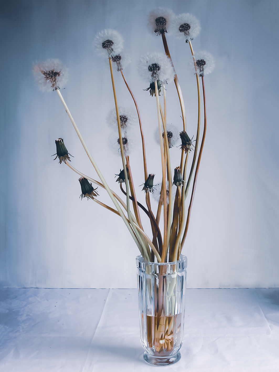 Maskros - Voikukka - Nina Sinkkonen