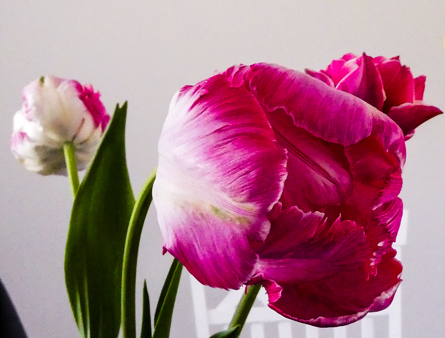 Tulppaaneja - Erja-Riitta Salonen