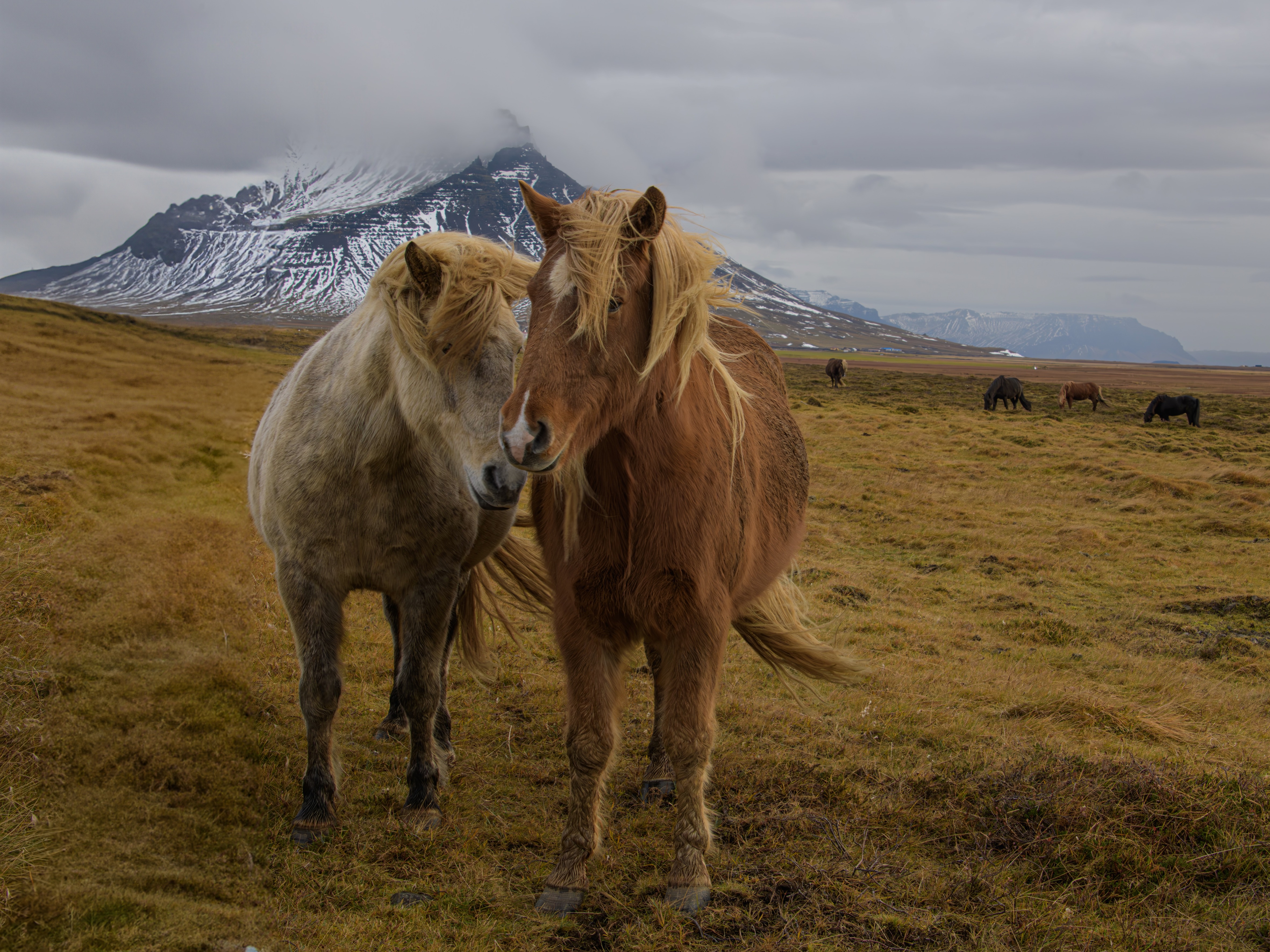 Hästar Island - Sisko Soikkeli