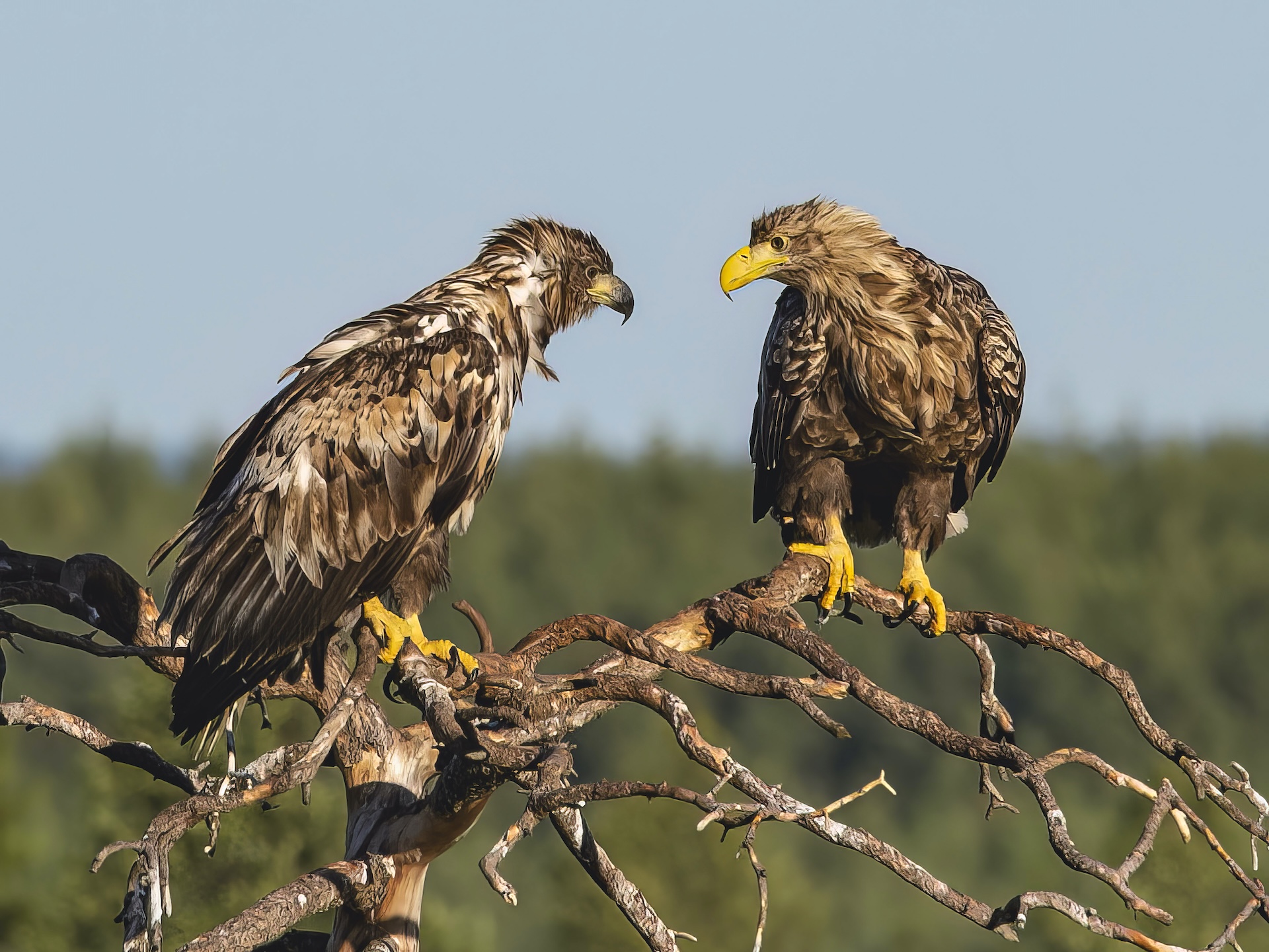 Pratstund - Sisko Soikkeli