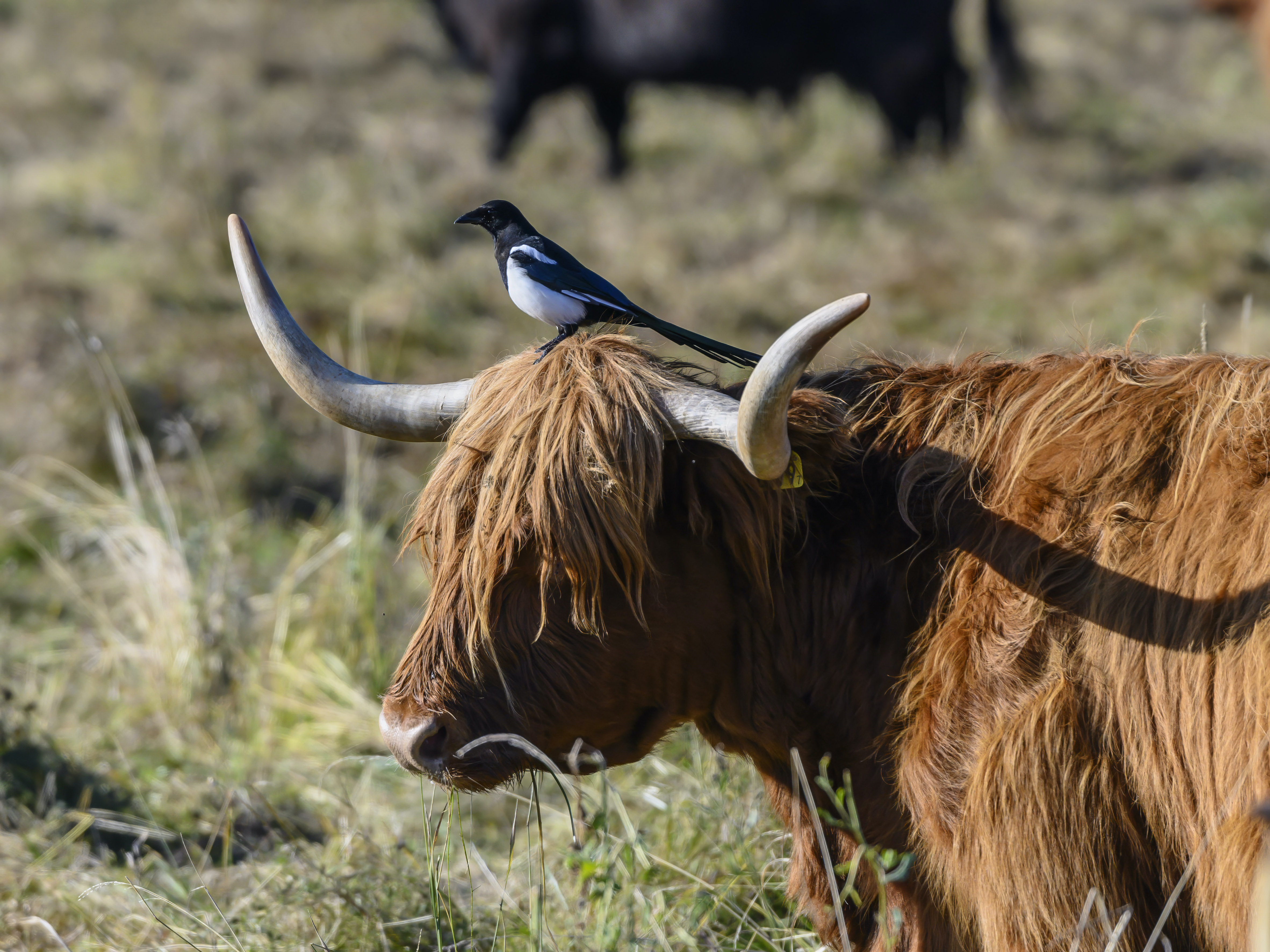 Skatan och kossan - Sisko Soikkeli
