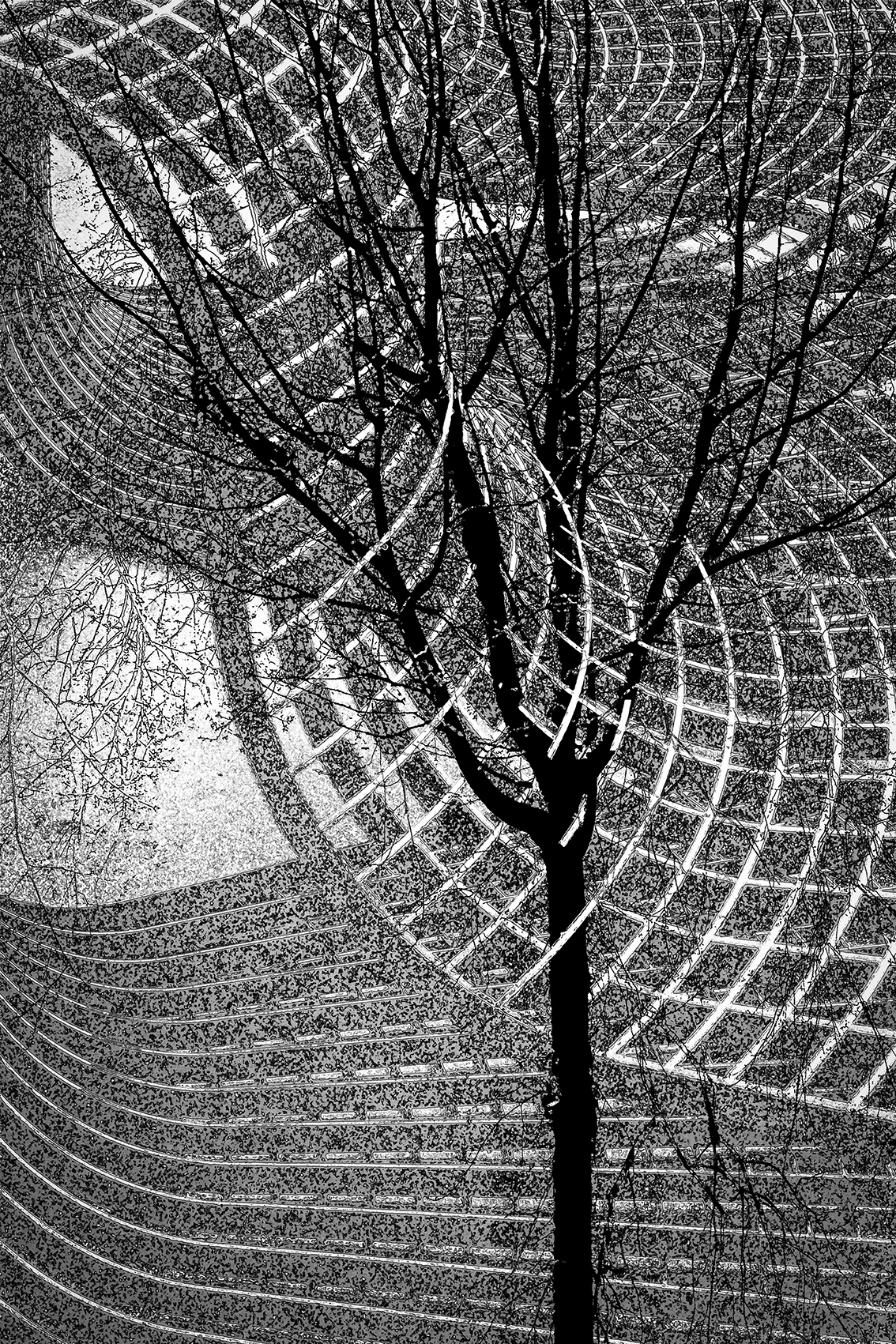 A tree that had so much to say - Tiina Rantanen