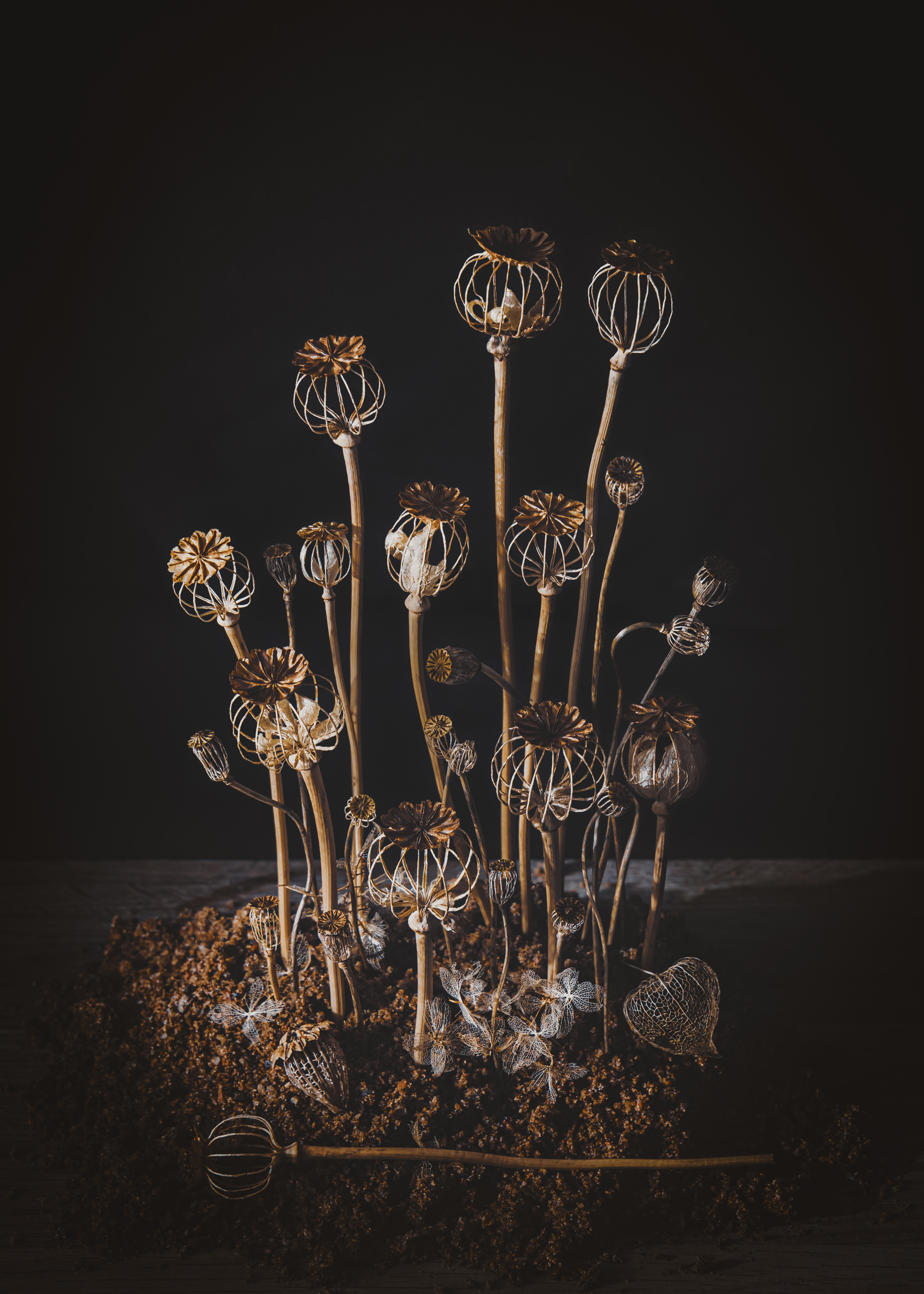 Vallmo Skelett - Unikko Ruumis - Poppy remains - Nina Sinkkonen